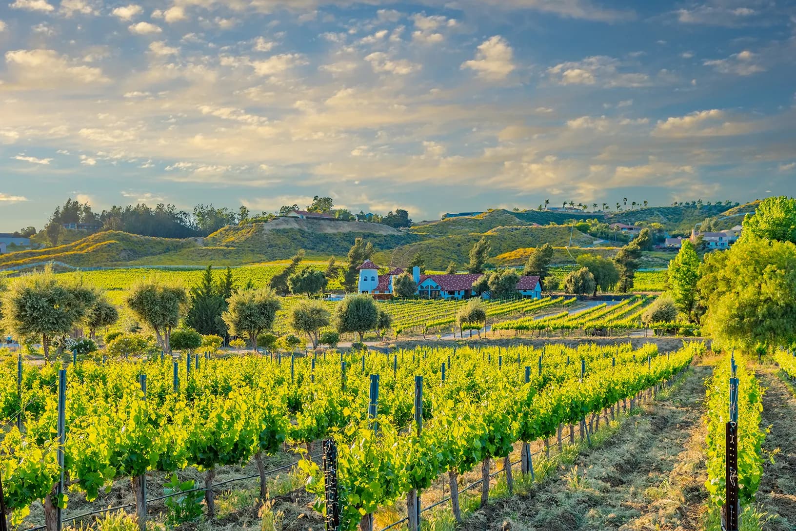 Temecula wine country vineyards